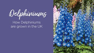 How Delphiniums are grown in the UK [upl. by Jeffcott899]