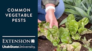 Common Vegetable Pests [upl. by Lymann]