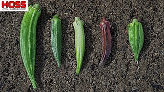 WHICH OKRA VARIETY IS THE MOST PRODUCTIVE [upl. by Kerek982]