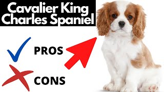 Cavalier King Charles Spaniel Pros And Cons SHOCKING [upl. by Niltyak440]