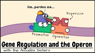 Gene Regulation and the Operon [upl. by Panayiotis]