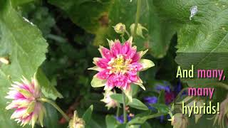 How to Grow Aquilegia [upl. by Myrtia]