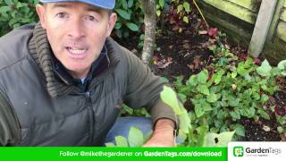 How To Cut Back Hellebore foliage [upl. by Uol]