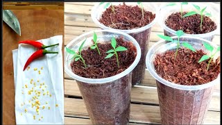 Agrieducation Put Chili Seed To Sprout In 2 Days [upl. by Sallyanne]