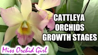 Growth stages of Cattleya orchids [upl. by Trofmoc761]