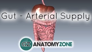 Lesser Omentum  Attachment Ligaments amp Contents  Anatomy Tutorial [upl. by Nylrehs]