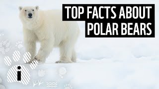 Top 10 Facts About Polar Bears  Animal Fun Facts  WWF [upl. by Revert]