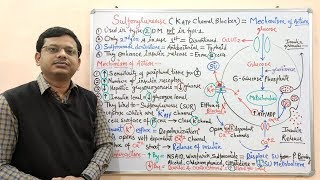 Diabetes Mellitus Part10 Mechanism of Action of Sulfonylurease  Antidiabetic Drugs  Diabetes [upl. by Rennat448]