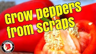 How to plant fresh bell pepper seeds [upl. by Mauceri]