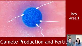 Gamete Production and Fertilisation [upl. by Adne]