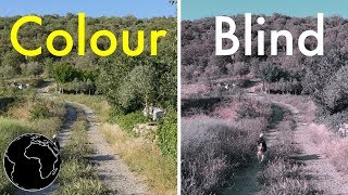 How Color Blindness Works [upl. by Riggall379]