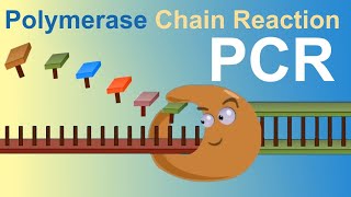 PCR  Polymerase Chain Reaction IQOGCSIC [upl. by Wawro]