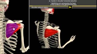 Infrapinatus amp Pectoralis Minor Muscle Motion amp Anatomy [upl. by Gainer668]