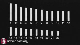 Chromosome Map [upl. by Aivato]