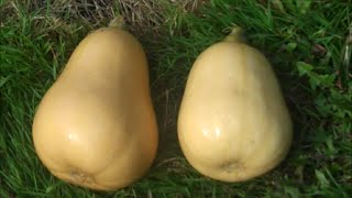 How to Grow Butternut Squash [upl. by Dove]