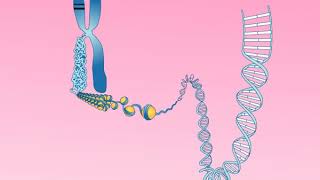 Animation 252 Structure of a chromosome [upl. by Clotilde]