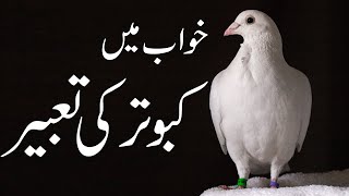 Kabootar  Pigeons  Tabeer e Khuwab  Khuwab Me Kabutar dekhna  Mehrban Ali  Mehrban TV [upl. by Ennyrb]