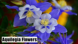 How to grow Aquilegia plant  Columbine flowers  Care and tips of Aquilegia [upl. by Etnoel]