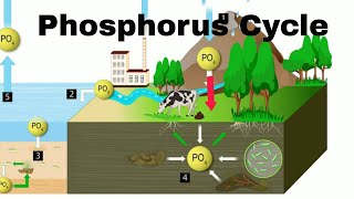 Phosphorus Cycle [upl. by Lomasi135]