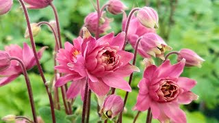 Aquilegia Clementine Red Columbine  Beautiful Easy to Grow Perennial Color [upl. by Ynnahc927]