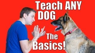 Dog Training 101 How to Train ANY DOG the Basics [upl. by Mcroberts]