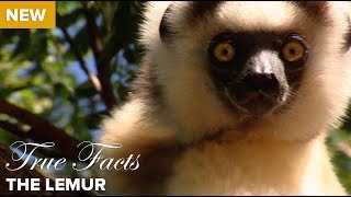 True Facts The Lemur [upl. by Maddocks]