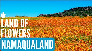 Land of Flowers  NAMAQUALAND SOUTH AFRICA [upl. by Llewkcor]