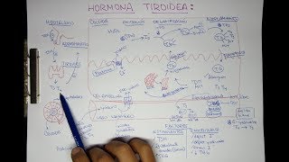 Hormonas Tiroideas T3 T4 [upl. by Quartana]