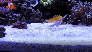 Watchman Goby Spotlight including Fight Sequence [upl. by Crawley]