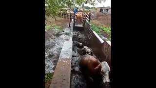 KZN farmer demonstrates cattle dipping process [upl. by Aramal793]