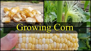 Growing Corn  The Definitive Guide For Beginners Part 1 [upl. by Marget]