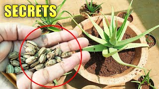 ALOE VERA PLANTS SECRETS CARE TIPS Do’s amp Don’ts  Automatic Propagation [upl. by Laaspere]