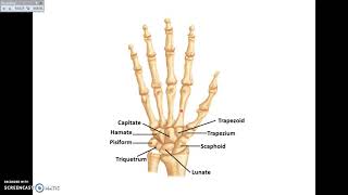 Overview of UL 1  Bones and Joints of Upper Limb  Dr Ahmed Farid [upl. by Hollerman]