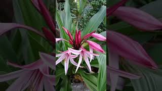 Beautiful Crinum Lily pinkbulbplant [upl. by Ailices]