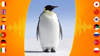 Bird Sounds Emperor Penguin [upl. by Eralcyram]