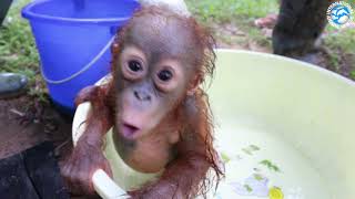 ORANGUTAN BABY SCHOOL [upl. by Trelu]