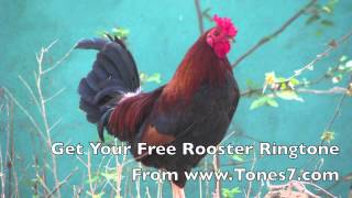 Rooster Ringtone Free [upl. by Boar]