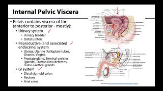 Pelvic Viscera Peritoneum  Learning Objectives [upl. by Eniamsaj316]