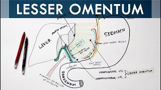 Abdominal Aorta  Gross anatomy  Origin  Course  Branches   USMLE Step 1 [upl. by Namwen254]