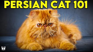 PERSIAN CAT 101  Everything You Need To Know About Persian Cats [upl. by Sidoma]