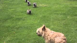 Cairn Terrier PupsBangor [upl. by Varin]