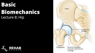 Biomechanics Lecture 8 Hip [upl. by Yelda520]