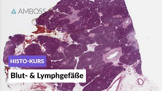 Histologie von Blutgefäßen und Lymphgefäßen  Mikroskopische Anatomie  AMBOSS Video [upl. by Notlrahc]