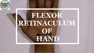 Surface Marking of Flexor Retinaculum of Hand [upl. by Cinelli219]