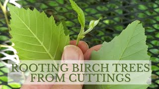 How to Propagate Birch Trees through Cuttings Rooting Birch Trees [upl. by Madelle667]