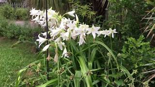 Crinum Lily in Small Yard [upl. by Yahsan]