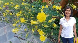 Propagating Yellow Columbine with updates [upl. by Yrekaz]