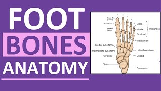 Foot Bones Anatomy Mnemonic Tarsals Metatarsals Phalanges [upl. by Melania]