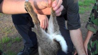 Killing Skinning and Gutting a Rabbit Part 1 [upl. by Yrellam660]