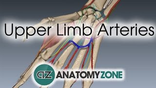 Upper Limb Arteries  Hand and Wrist  3D Anatomy Tutorial [upl. by Ynnal571]